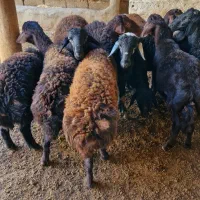 بره نر|حیوانات مزرعه|ماهنشان, |دیوار