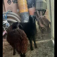 فروش ۷ عدد بره چهار تا نر سه تا ماده