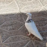 کفتر|پرنده|فردوس (خراسان), |دیوار