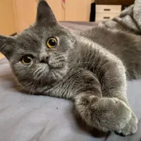 دو عدد گربه اصیل