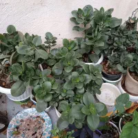 تعداد زیای گیاه بسیار زیبا کاملاً سالم و سرحال|گل و گیاه طبیعی|قم, زنبیل آباد|دیوار