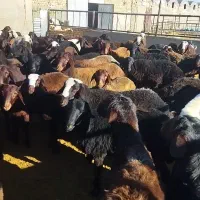 بره نر درجه یک جفتی 110کیلو|حیوانات مزرعه|خنجین, |دیوار