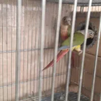 جوجه عروس، بالغ، گرینچیک مولد، لونه|پرنده|بابا حیدر, |دیوار