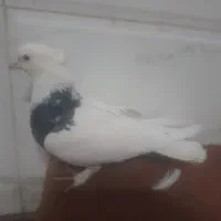 کبوتر طوقی ماده معاوضه دارم