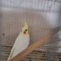 گرینچیک و عروس هلندی|پرنده|مشهد, نوده|دیوار