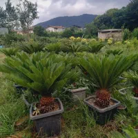 سیکاس|گل و گیاه طبیعی|چابکسر, |دیوار