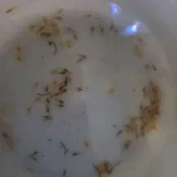 لجنخوار آکواریومی(کت بوته ای)،حلزون کیلر|ماهی|تویسرکان, |دیوار