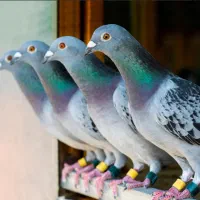کفتر