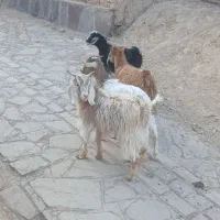 بزغاله