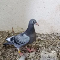 جوجه پلاکی کبوتر|پرنده|سعدآباد, |دیوار