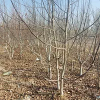 نهال ازگیل انجیر انار خرمالو انگور هلو آلوچه