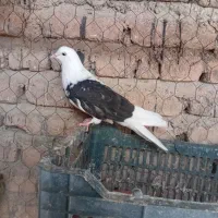 فروش کبوتر