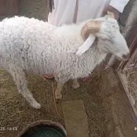 فروش دو عدد گوراند     مهرستان|حیوانات مزرعه|مهرستان, |دیوار