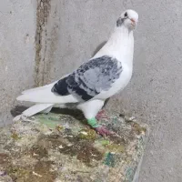 کبوتر ماده رنگی و دوکت سبز نر