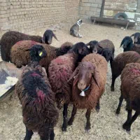 تعداد ۰ا راس بره ماده|حیوانات مزرعه|فریمان, |دیوار