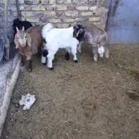 بره شیری وبزغاله|حیوانات مزرعه|قره چای, |دیوار