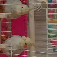 عروس هلندی