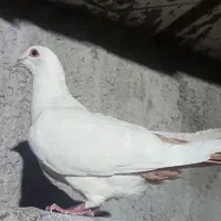 ماده|پرنده|کرمان, |دیوار