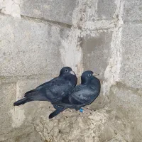 کبوتر جوجه المانی|پرنده|آشخانه, |دیوار