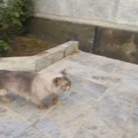 پشی خوشگل