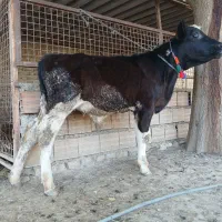 گوساله هلشتاین نر جنس صنعتی کور 4ماهه ازگاو|حیوانات مزرعه|آق قلا, |دیوار