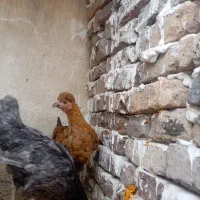 نیمچه مرغ