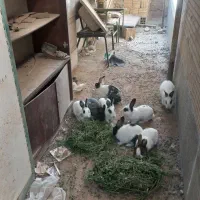 خرگوش ۹تا|موش و خرگوش|شراء, |دیوار