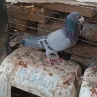 کبوتر هفترنگ و طوقی و سبز