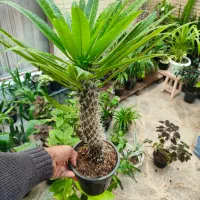 هدیه روز مادر|گل و گیاه طبیعی|اصفهان, شاه پسند|دیوار