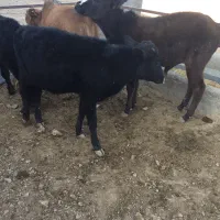 گوساله نر ۱۲۰کیلویی