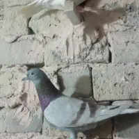کفتر جفتگاه