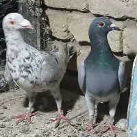 یک جفت  کبوتر خوب