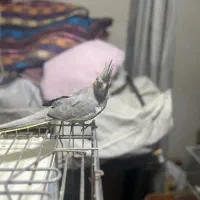 خانواده عروس هلندی