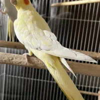 عروس هلندی لوتینو ماده ۹ ماهه معاوضه با نرسینامون