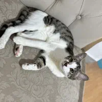 واگذاری گربه نر|گربه|رشت, معلم|دیوار