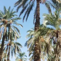 اجاره روزانه