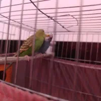جفت مرغ عشق سالم و سرحال