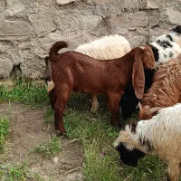 یک عدد بز عربی مطفل