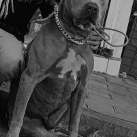 واگذاری سگ پیتبول