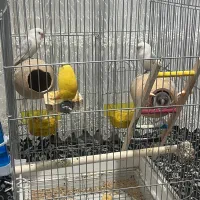 طوطی برزیلی دو جفت