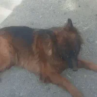 سگ ژرمن مو بلند اصلی ماده