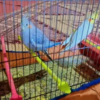 عروس هلندی لوتینو بالغ