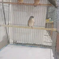 فنچ جوجه گلدین سایز درشت و زبرا کینگ هاف اورنج