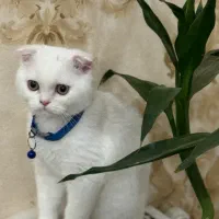 گربه بسیار مهربون و ناز و بازیگوش