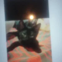 گربه واگذاری