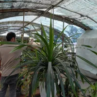 گل پاندانوس سایز بزرگ