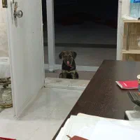 توله ژرمن 6 ماهه|سگ|محمدشهر, همایون ویلا|دیوار