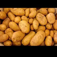 سیب زمینی درجه یک جلی