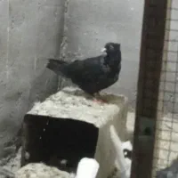 کبوتر