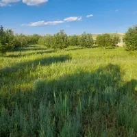 باغچه سیب وزرد آلو در الیاس آباد